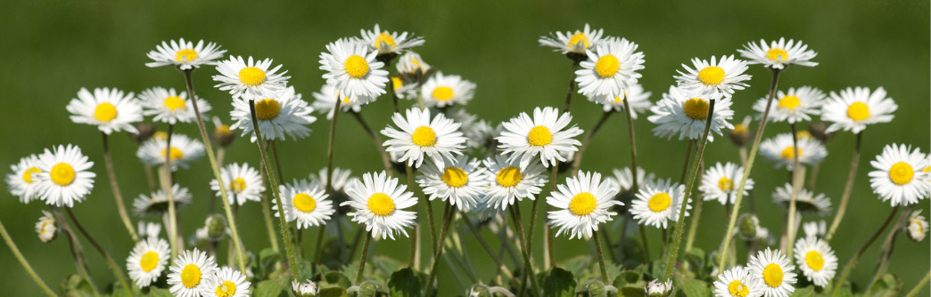 geboortemaand april madeliefjes