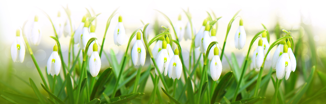 geboortemaand januari sneeuwklokjes