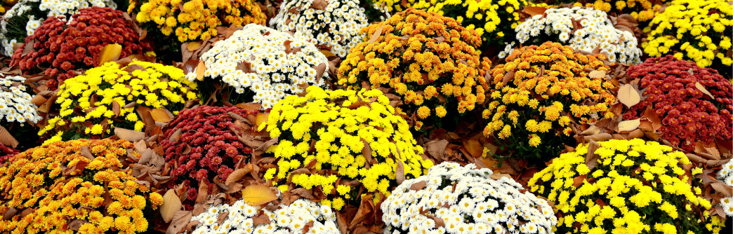 geboortemaand november chrysanten