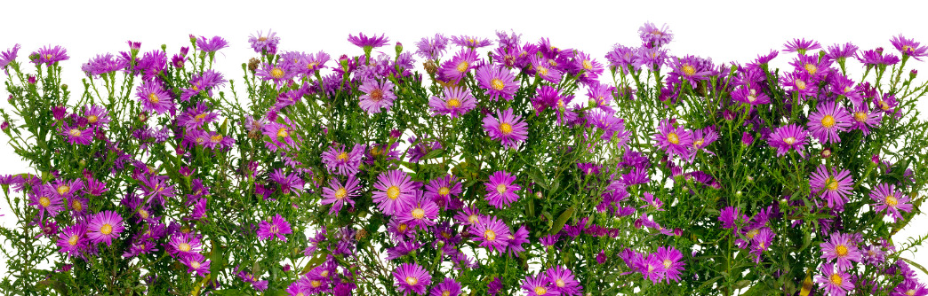 geboortemaand september asters