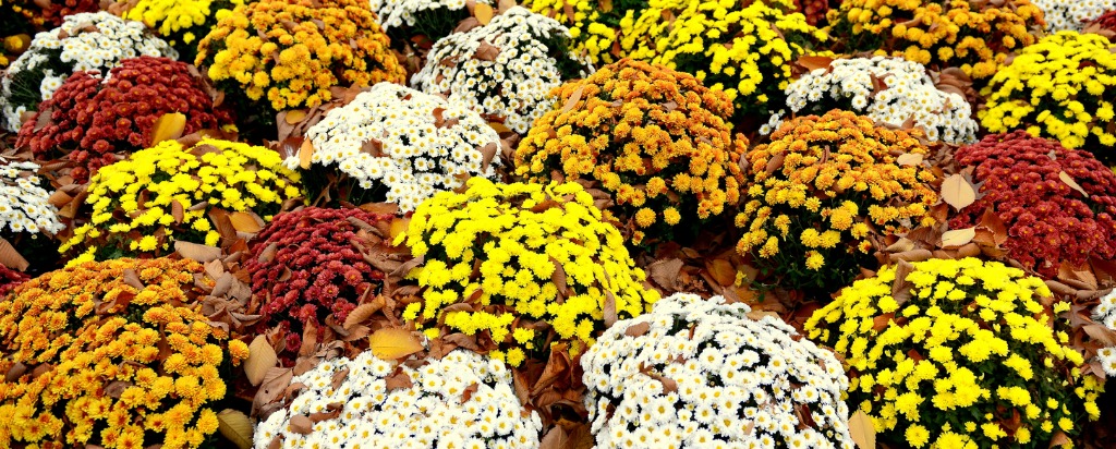 huwelijksverjaardag 13 jaar getrouwd chrysant