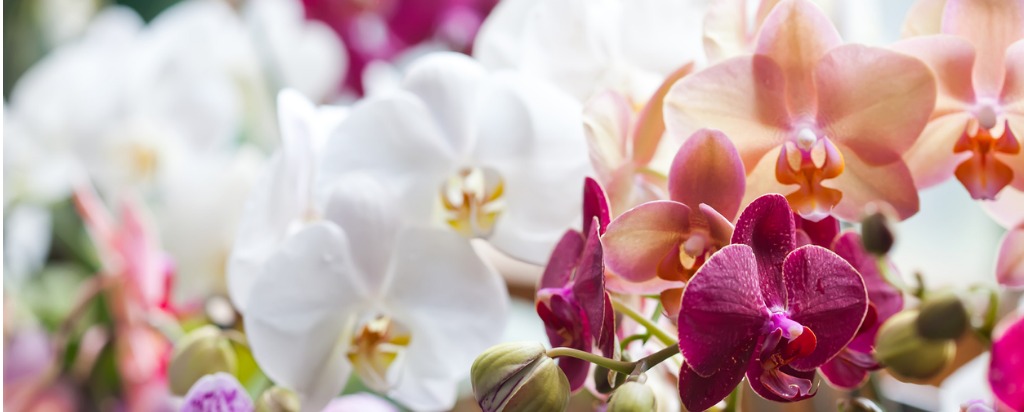 huwelijksverjaardag 14 jaar getrouwd orchidee