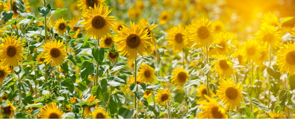 huwelijksverjaardag 3 jaar getrouwd zonnebloem