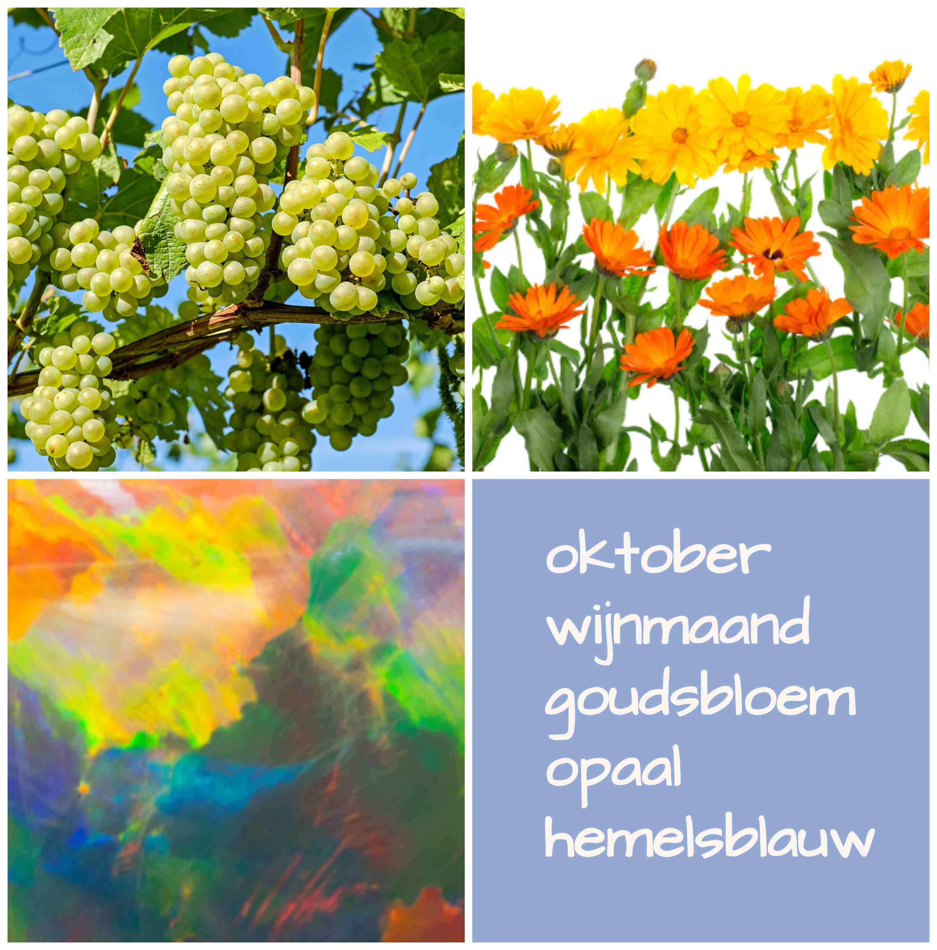 verjaardag oktober wijnmaand geboortebloem geboortesteen geboortekleur