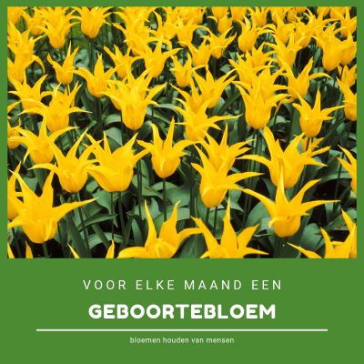 1. voor elke geboortemaand een bloem